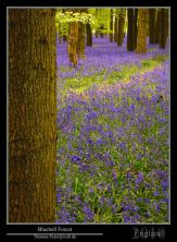 bluebell forest.jpg